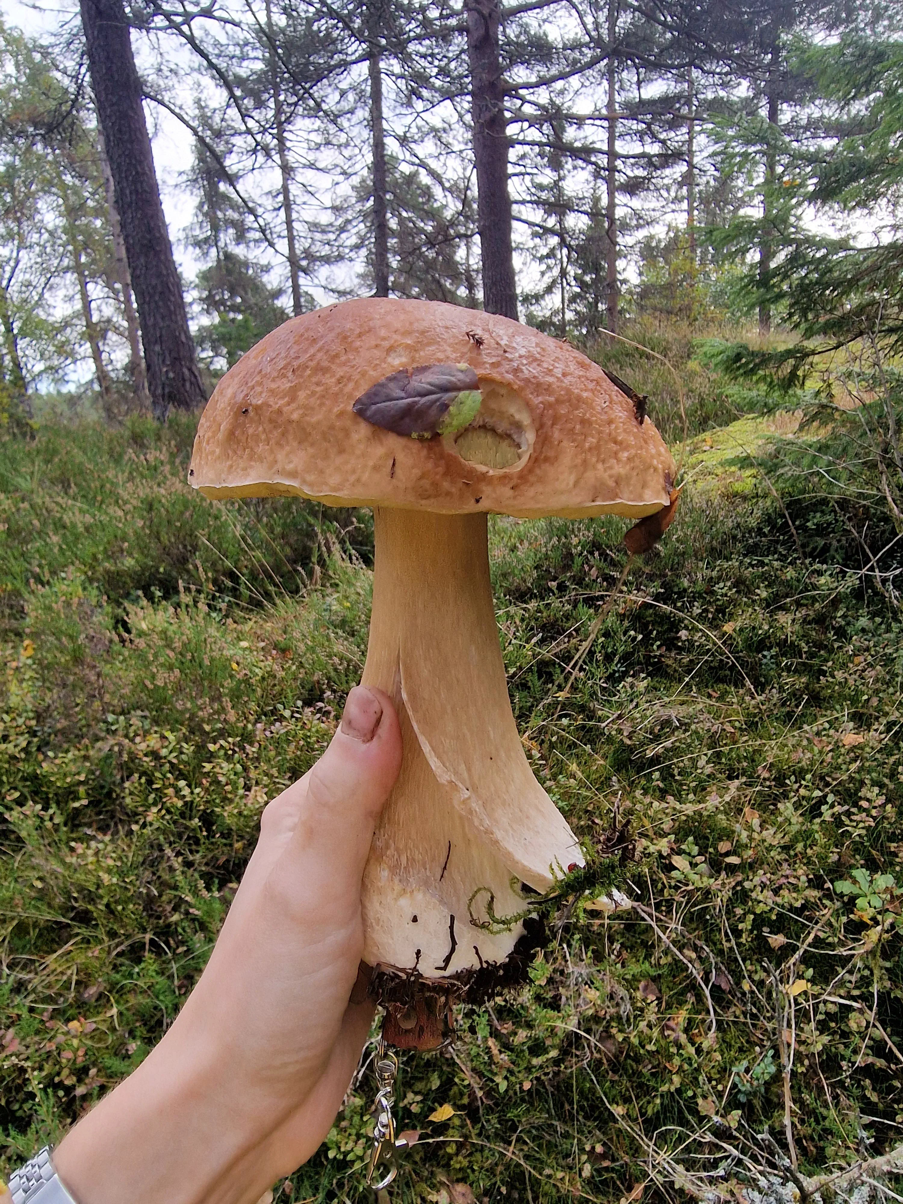 9 Astonishing Absolute Units You Won't Believe Exist! đŸ 11 Absolute Units of a bolete I just fetched from the forest