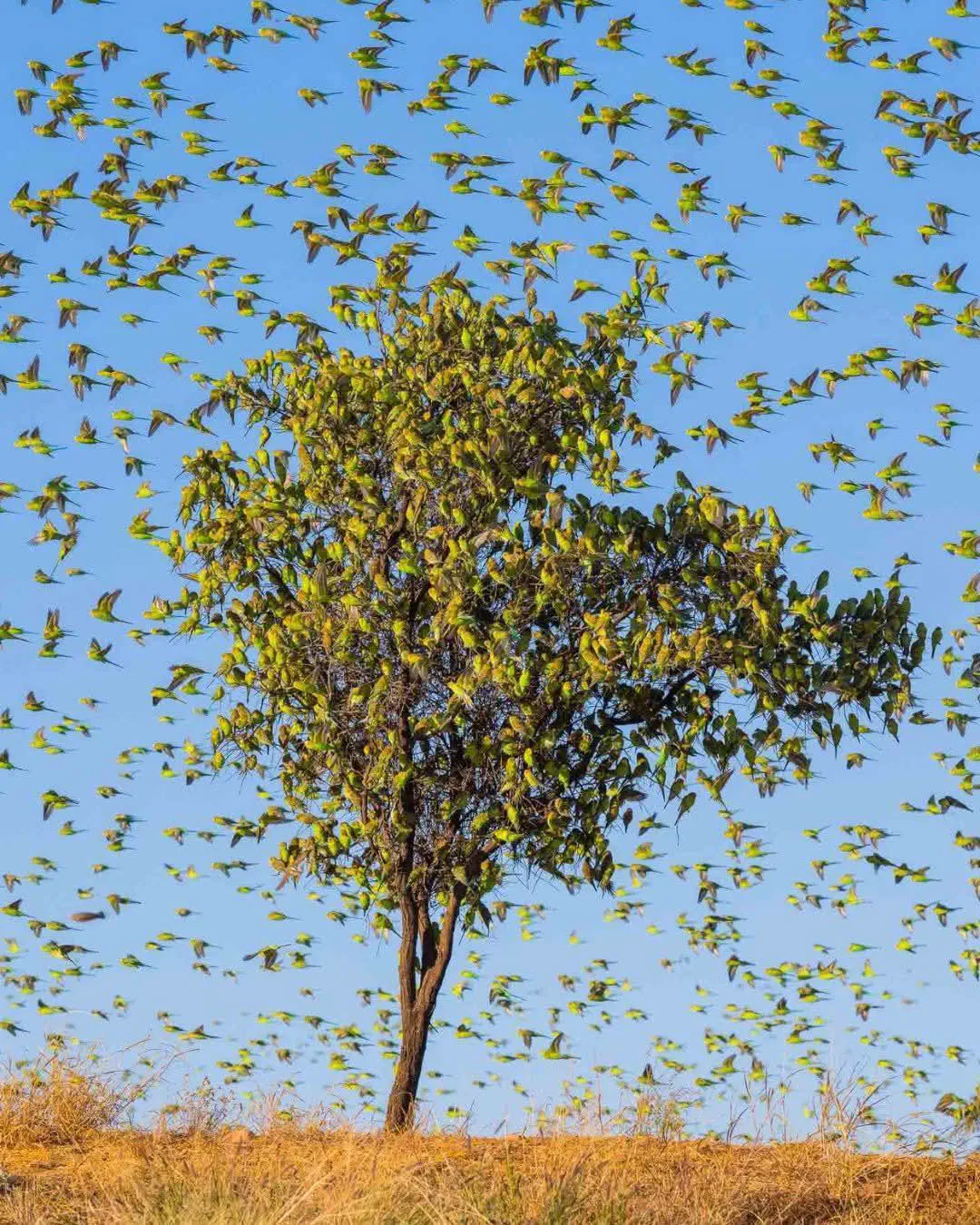 9 Uncommon Oddities That Are Surprisingly Huge! đâš 13 Absolute Units of a budgie filled tree