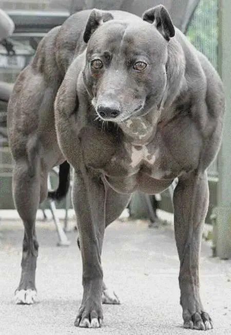 9 Astonishing Absolute Units You Won't Believe Exist! đŸ 18 Absolute Units of a Bully Whippet.