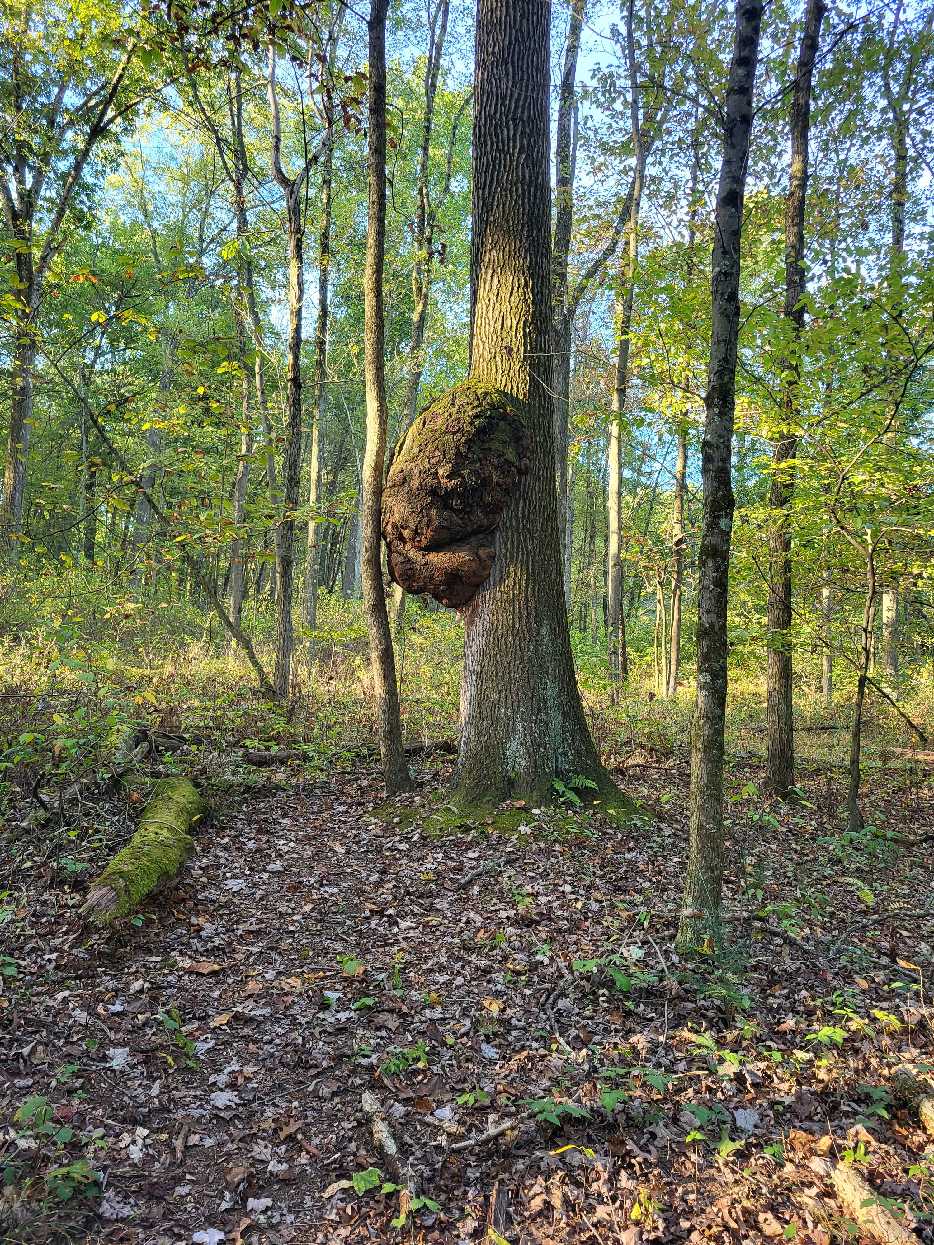 12 Remarkable Absolute Units That Will Leave You Awestruck! đ 25 Absolute Units of a burrell