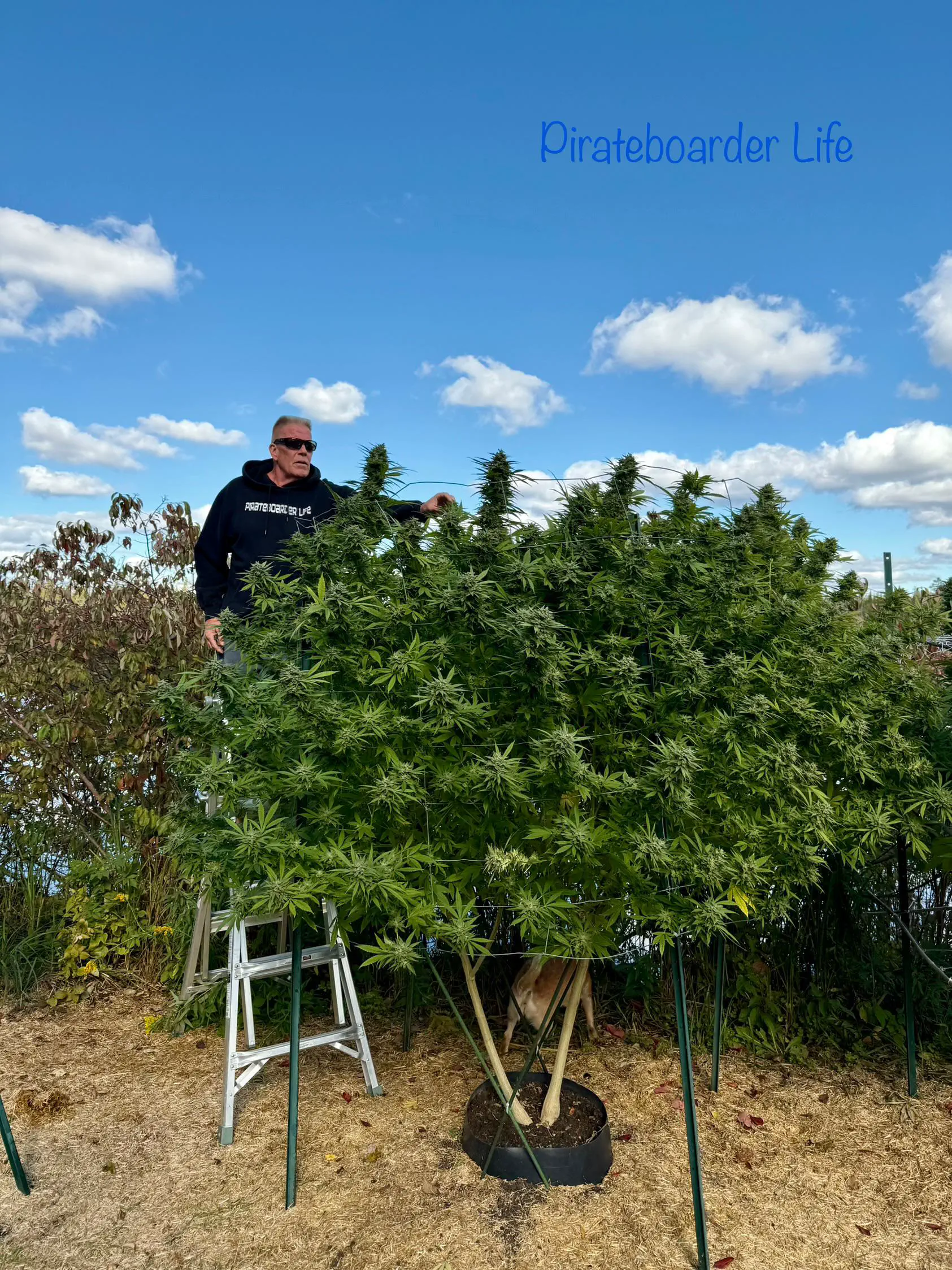 13 Remarkable Oddities That Will Challenge Your View of Size! đŠđ 22 Absolute Units of a cannabis plantâŠ