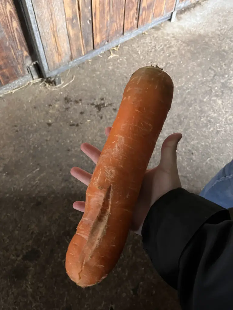 13 Remarkable Oddities That Will Challenge Your View of Size! đŠđ 15 absolute units of a carrot i found when feeding horses