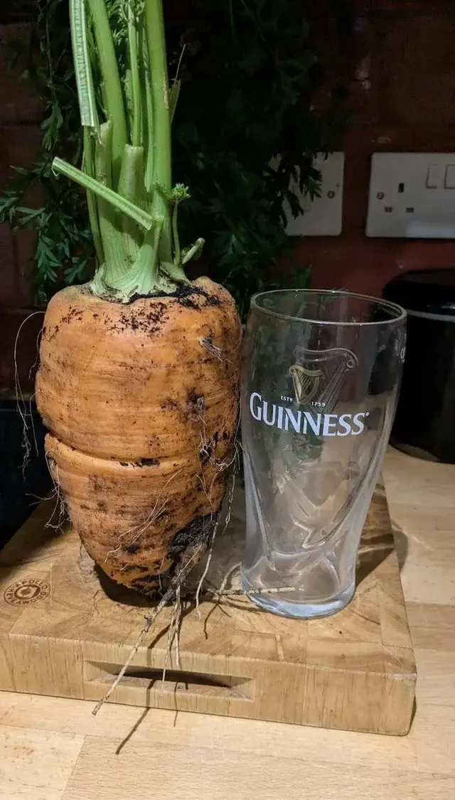 12 Astonishing Absolute Units That Will Leave You Amazed! đ€Żđ 20 Absolute Units of a carrot