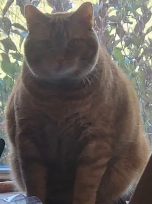 14 Incredible Oddities That Will Challenge Your View of Size! đŠđ€Ż 28 Absolute Units of a cat.