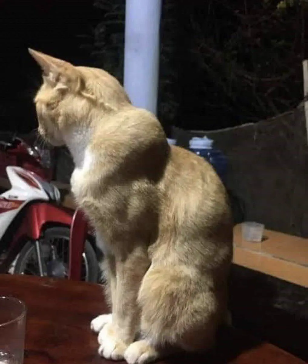12 Astonishing Absolute Units That Will Leave You Amazed! đ€Żđ 18 Absolute Units of a Cat After a Protein Spill
