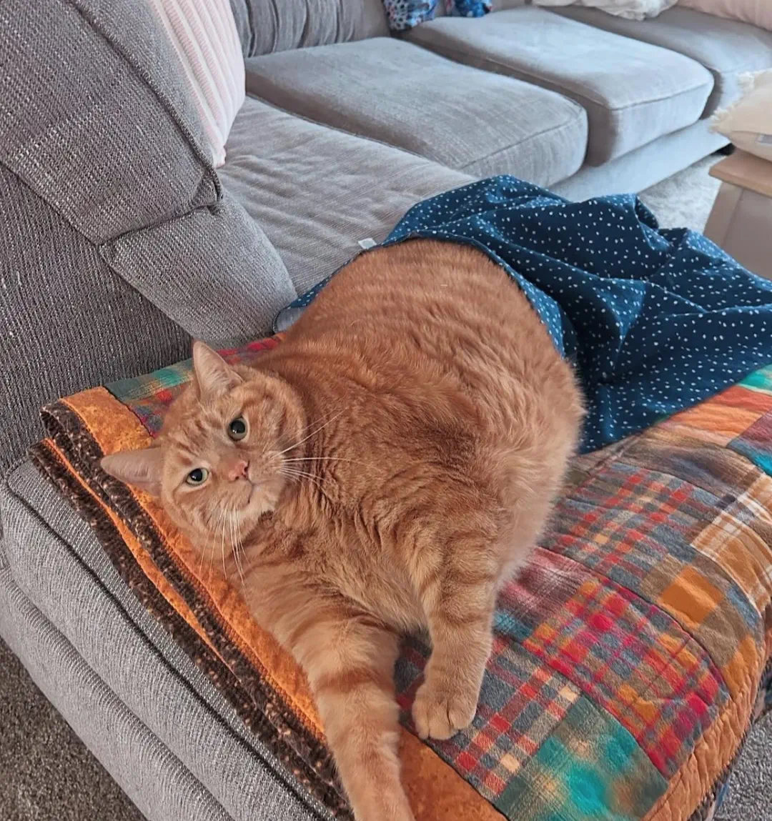 18 Mind-Blowing Absolute Units That Will Astound You! đŠđ€Ż 16 Absolute Units of a cat