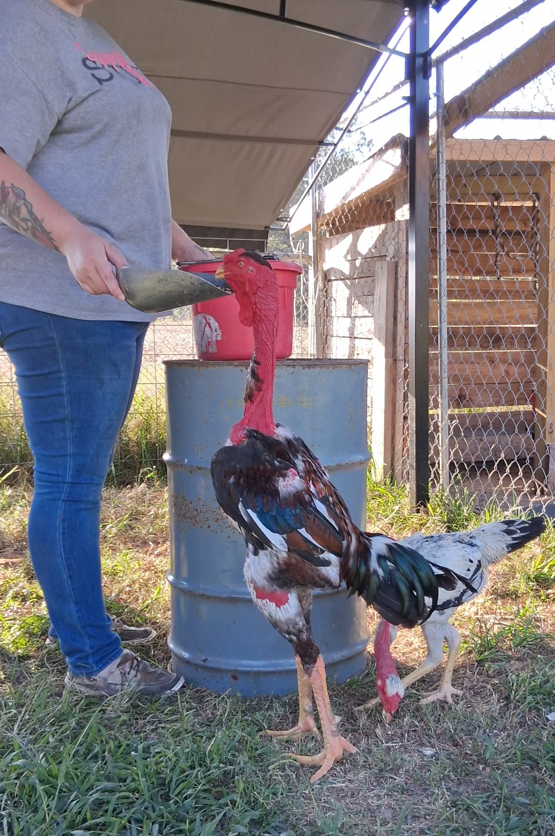 Discover 10 Jaw-Dropping Absolute Units Surpassing Size Norms! đđŸ 21 Absolute Units of a chicken
