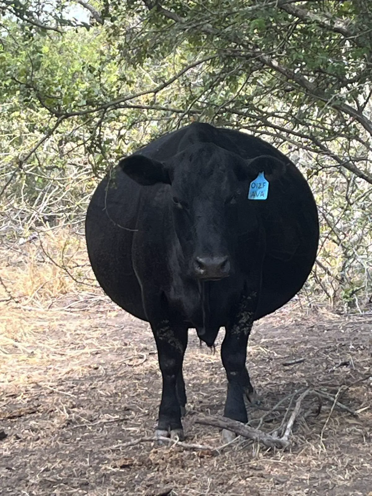 10 Incredible Oddities That Redefine 'Massive'! đđ„ 15 Absolute Units of a cow