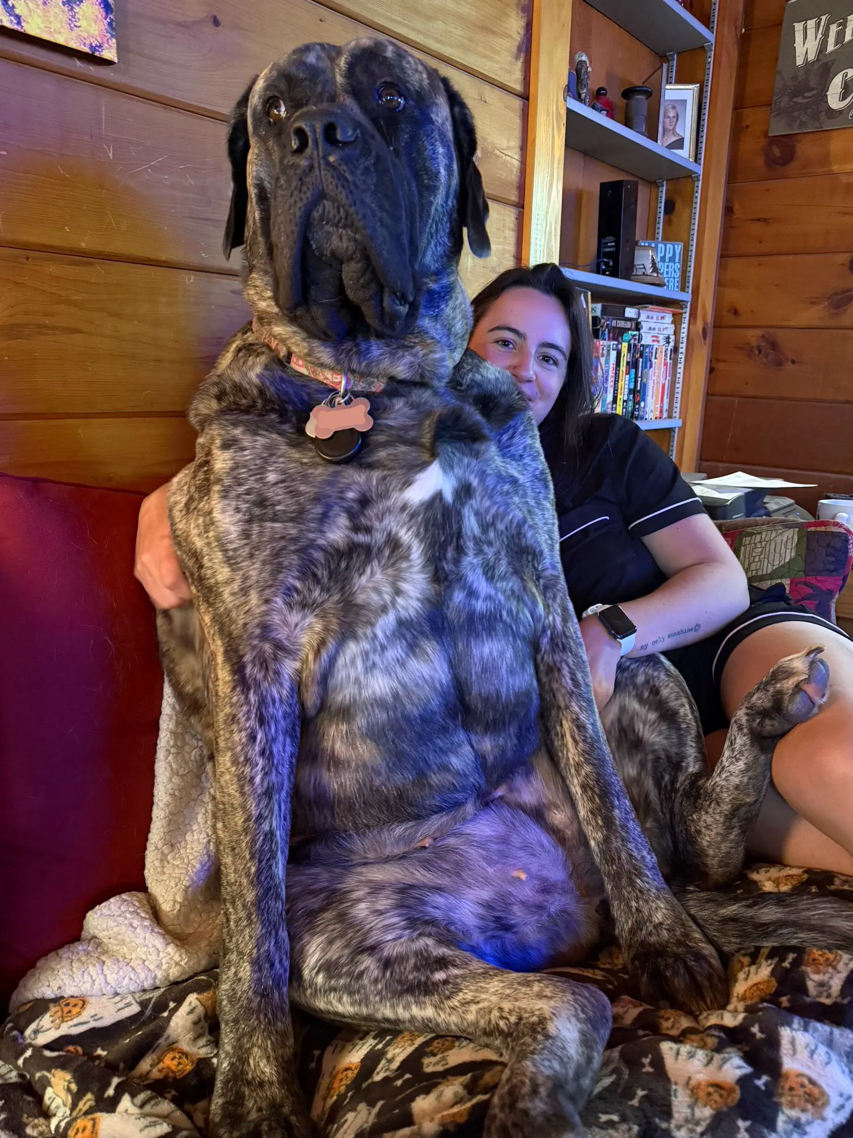 12 Insanely Large Oddities That Will Leave You Amazed! đ€ŻđŸ 20 Absolute Units of a dog
