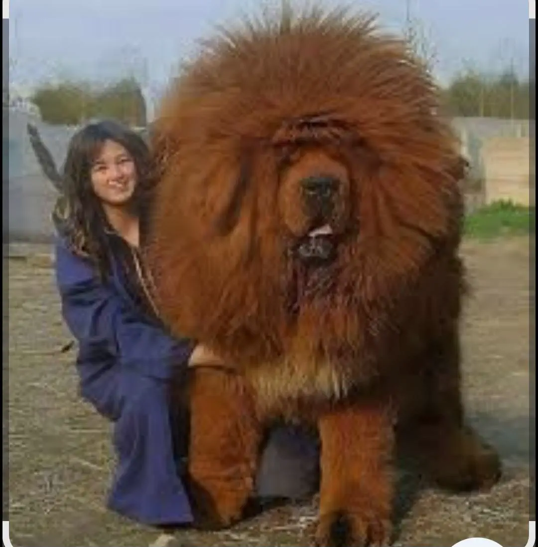 10 Incredible Oddities That Redefine 'Massive'! đđ„ 13 Absolute Units of a dog