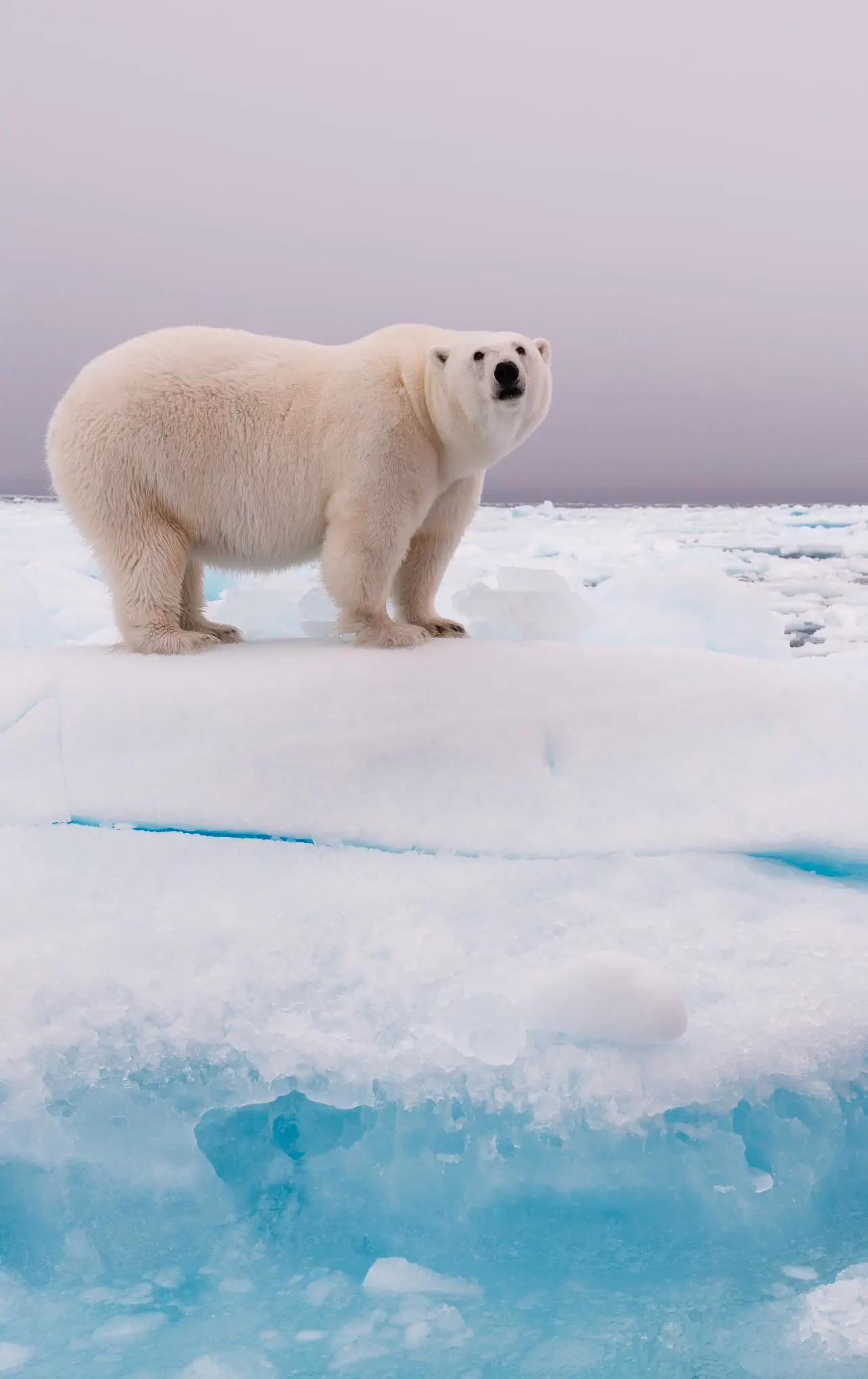 Absolute Units of a female polar bear [OC]