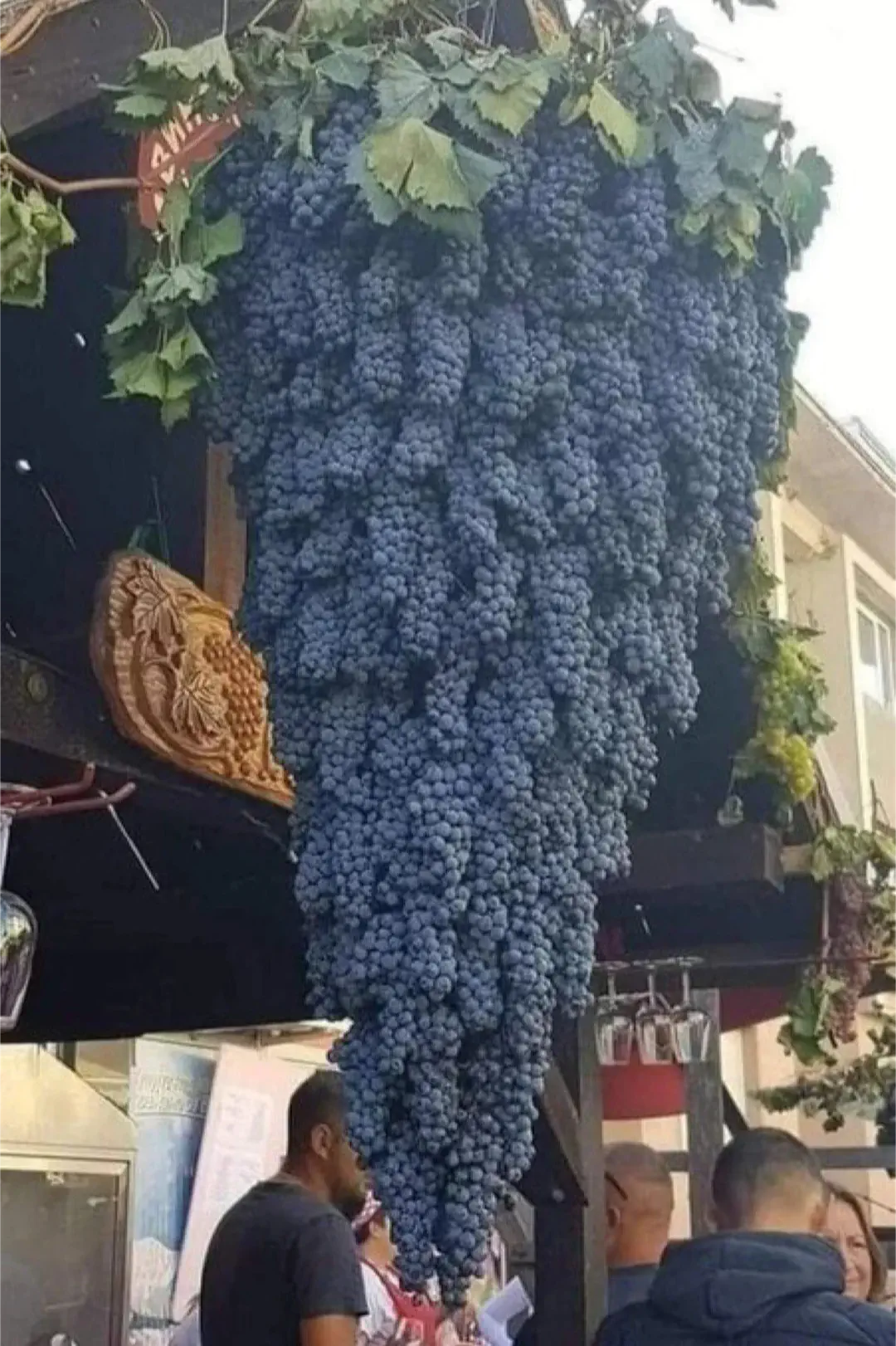 9 Uncommon Oddities That Are Surprisingly Huge! đâš 11 Absolute Units of a grape cluster