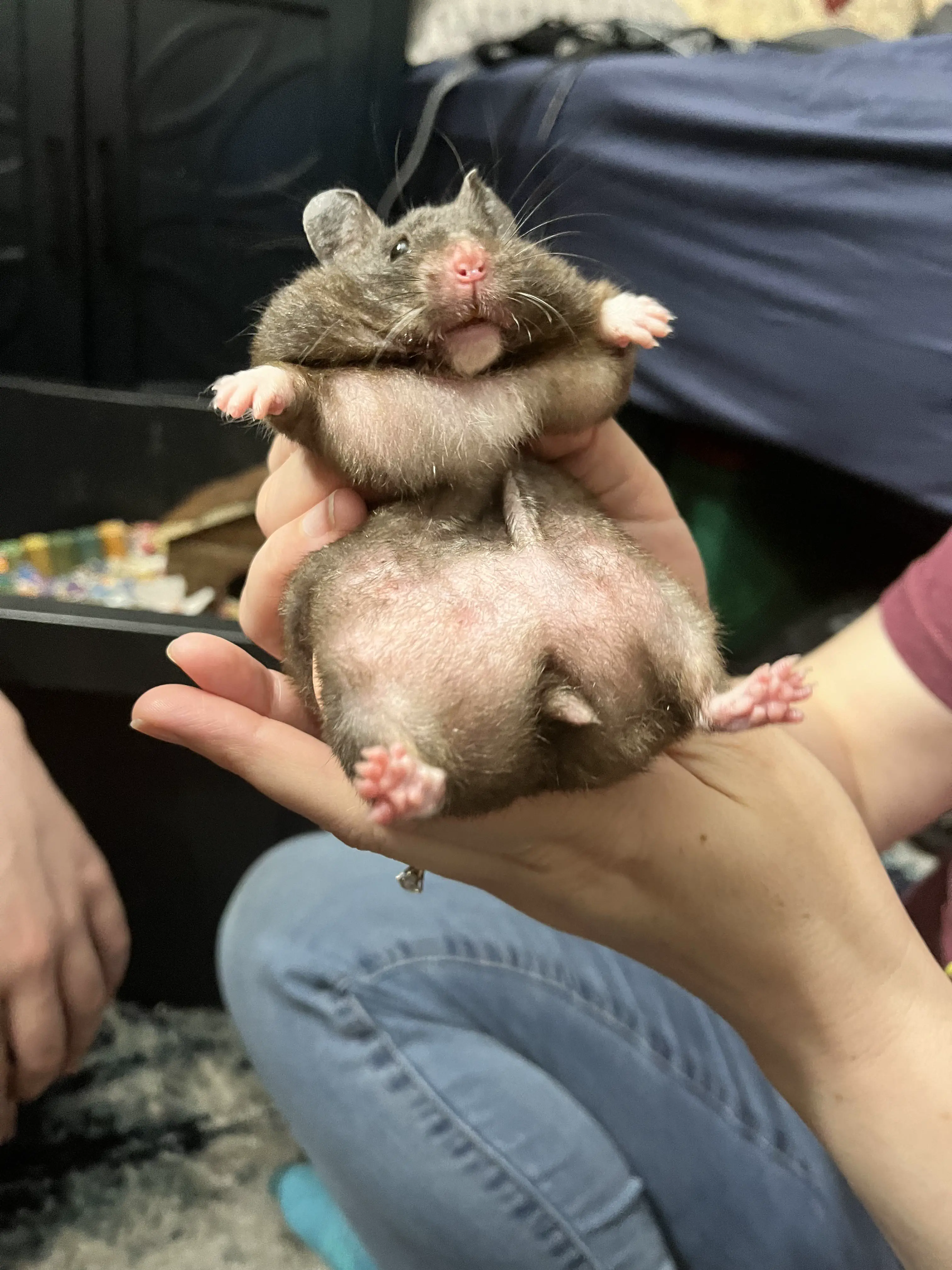 12 Monstrous Animals That Will Challenge Your Idea of Size! 🦙🤯 25 Absolute Units of a hamster