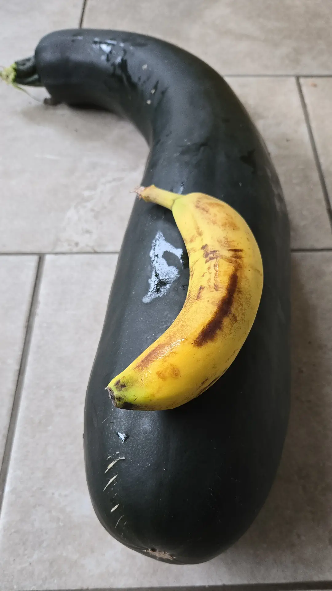 14 Incredible Oddities That Will Challenge Your View of Size! đŠđ€Ż 22 Absolute Units of a homegrown courgette (zucchini)