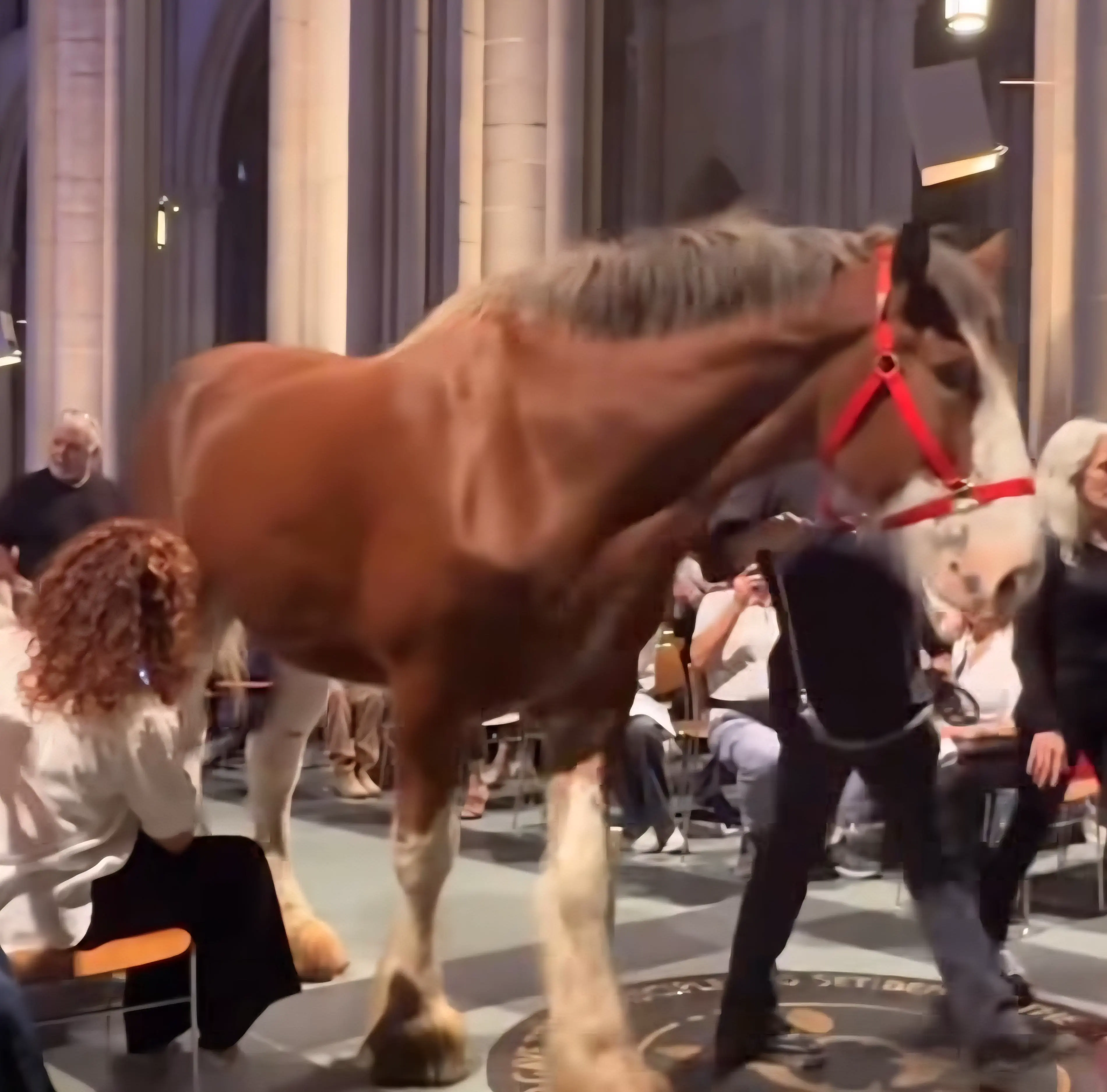 13 Remarkable Oddities That Will Challenge Your View of Size! đŠđ 23 Absolute Units of a horse in church