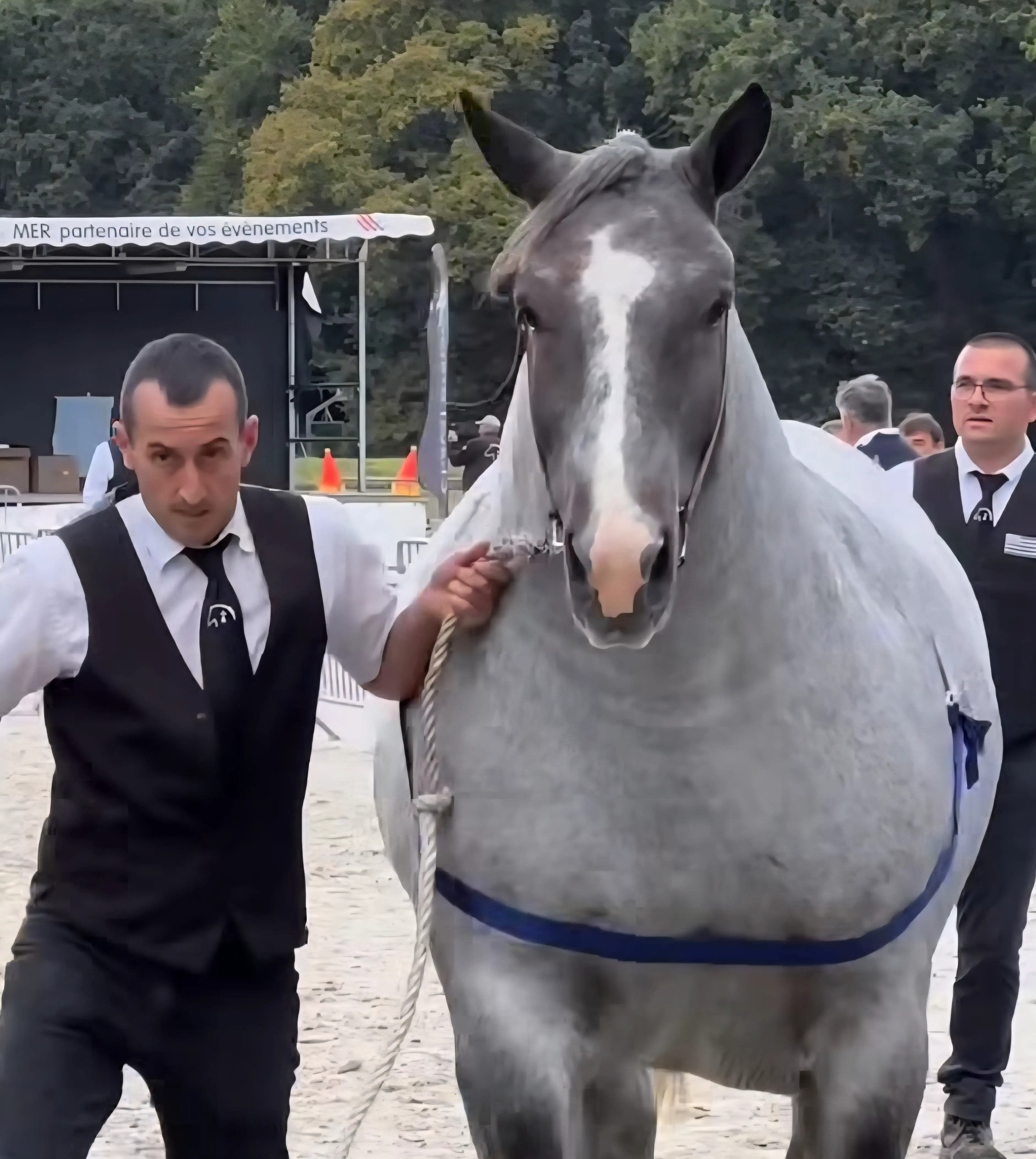 Discover 10 Jaw-Dropping Absolute Units Surpassing Size Norms! đđŸ 18 Absolute Units of a horse