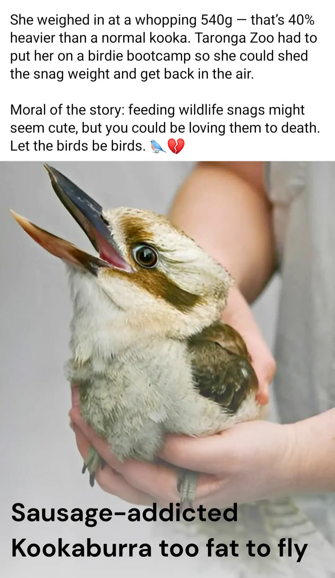 18 Mind-Blowing Absolute Units That Will Astound You! đŠđ€Ż 11 Absolute Units of a kookaburra