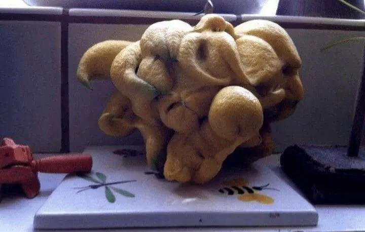 12 Monstrous Animals That Will Challenge Your Idea of Size! 🦙🤯 24 Absolute Units of a lemon