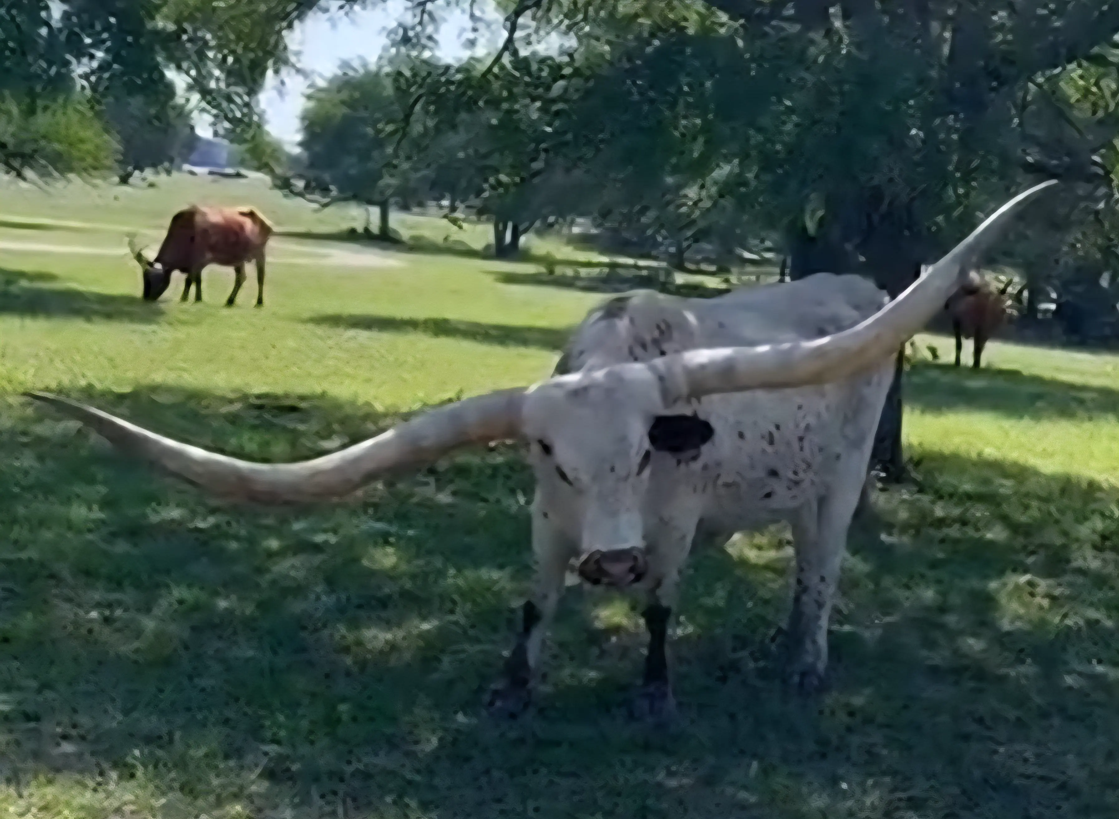 9 Astonishing Absolute Units You Won't Believe Exist! đŸ 17 Absolute Units of a longhorn's horns