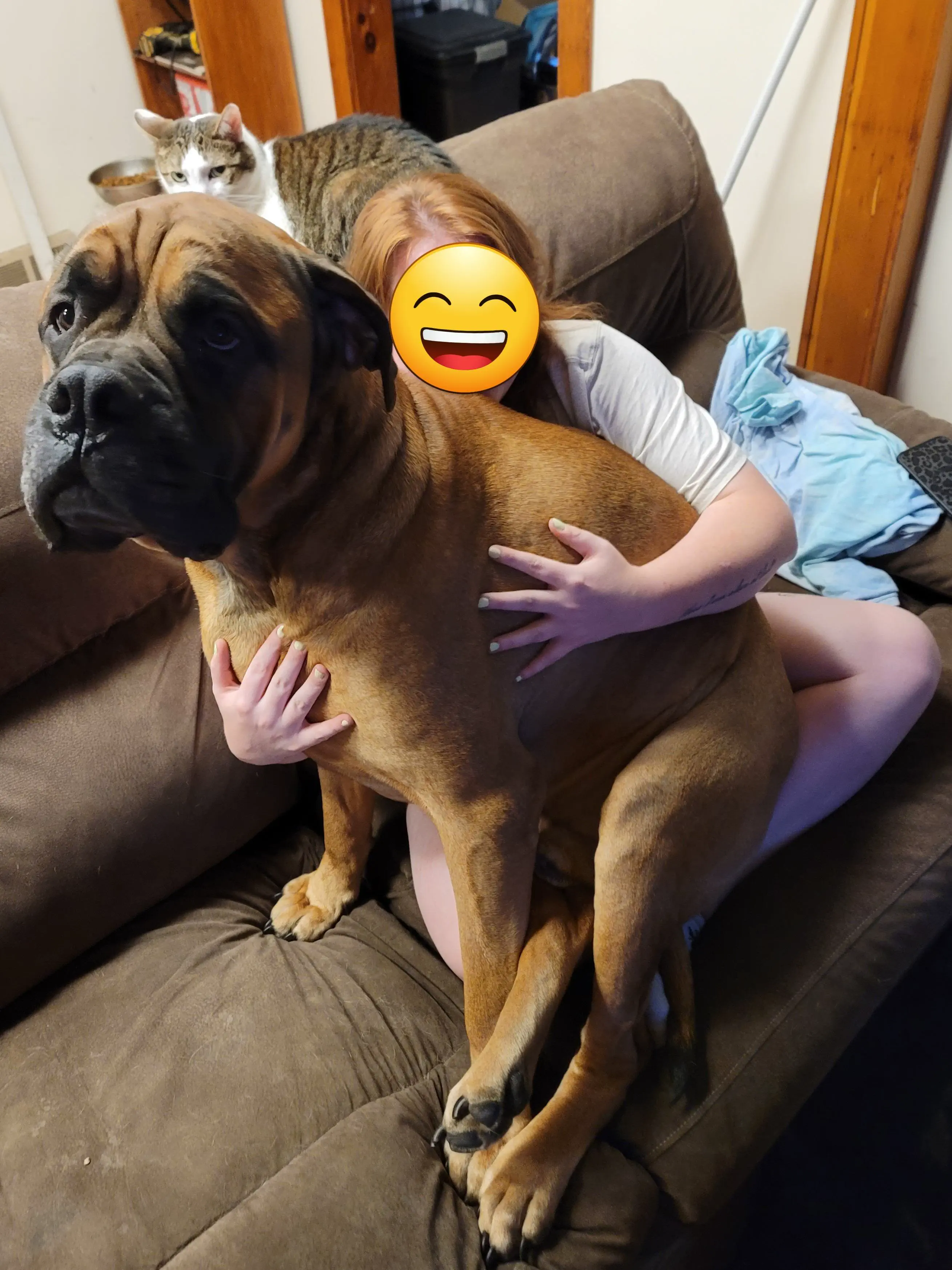 12 Monstrous Animals That Will Challenge Your Idea of Size! 🦙🤯 17 Absolute Units of a mastiff sitting on my girlfriend.