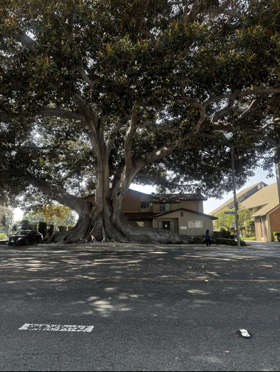 12 Astonishing Absolute Units That Will Leave You Amazed! đ€Żđ 17 Absolute Units of a neighborhood tree