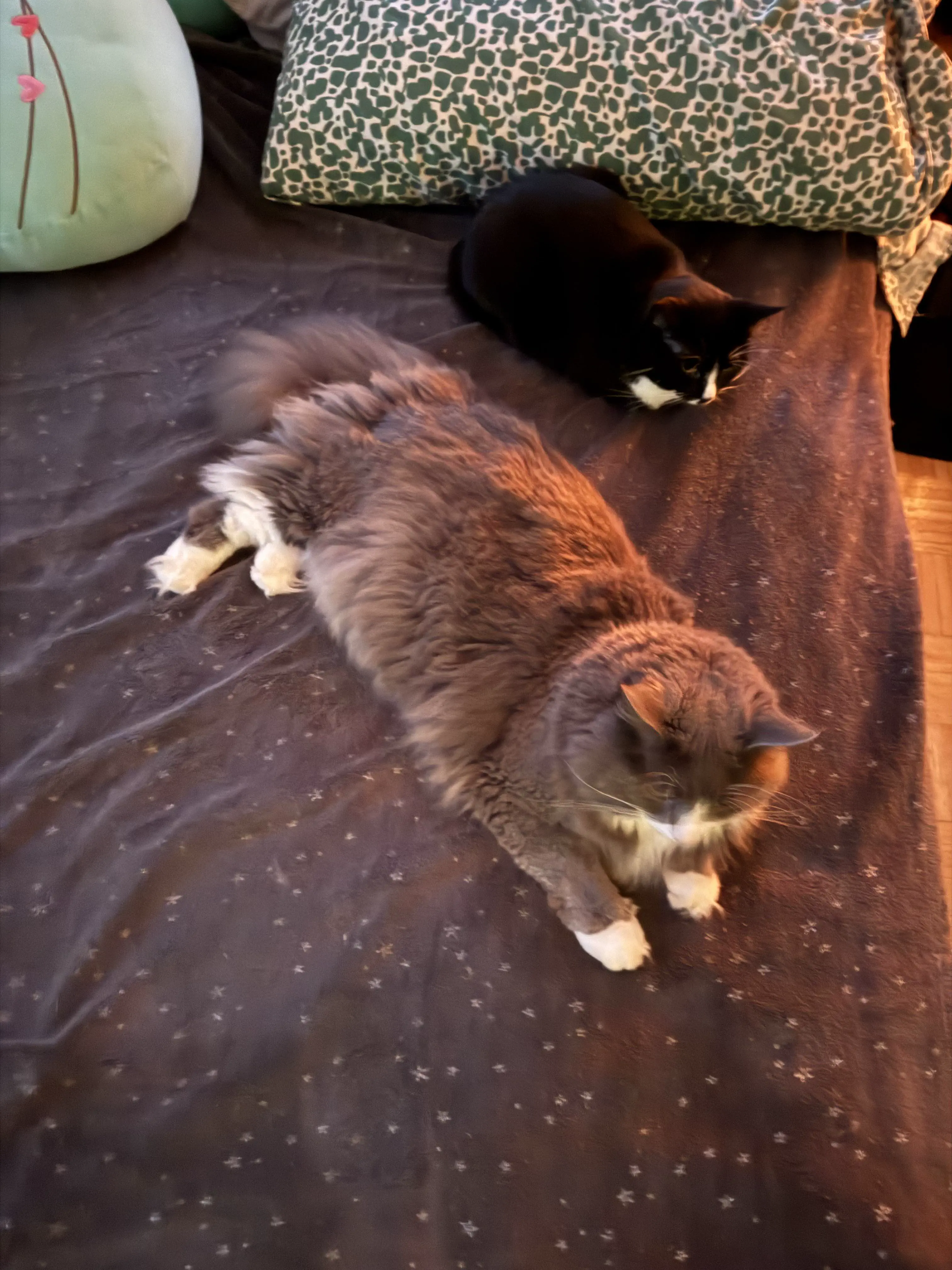 9 Uncommon Oddities That Are Surprisingly Huge! đâš 14 Absolute Units of a Norwegian Forest Cat (normal cat for reference)