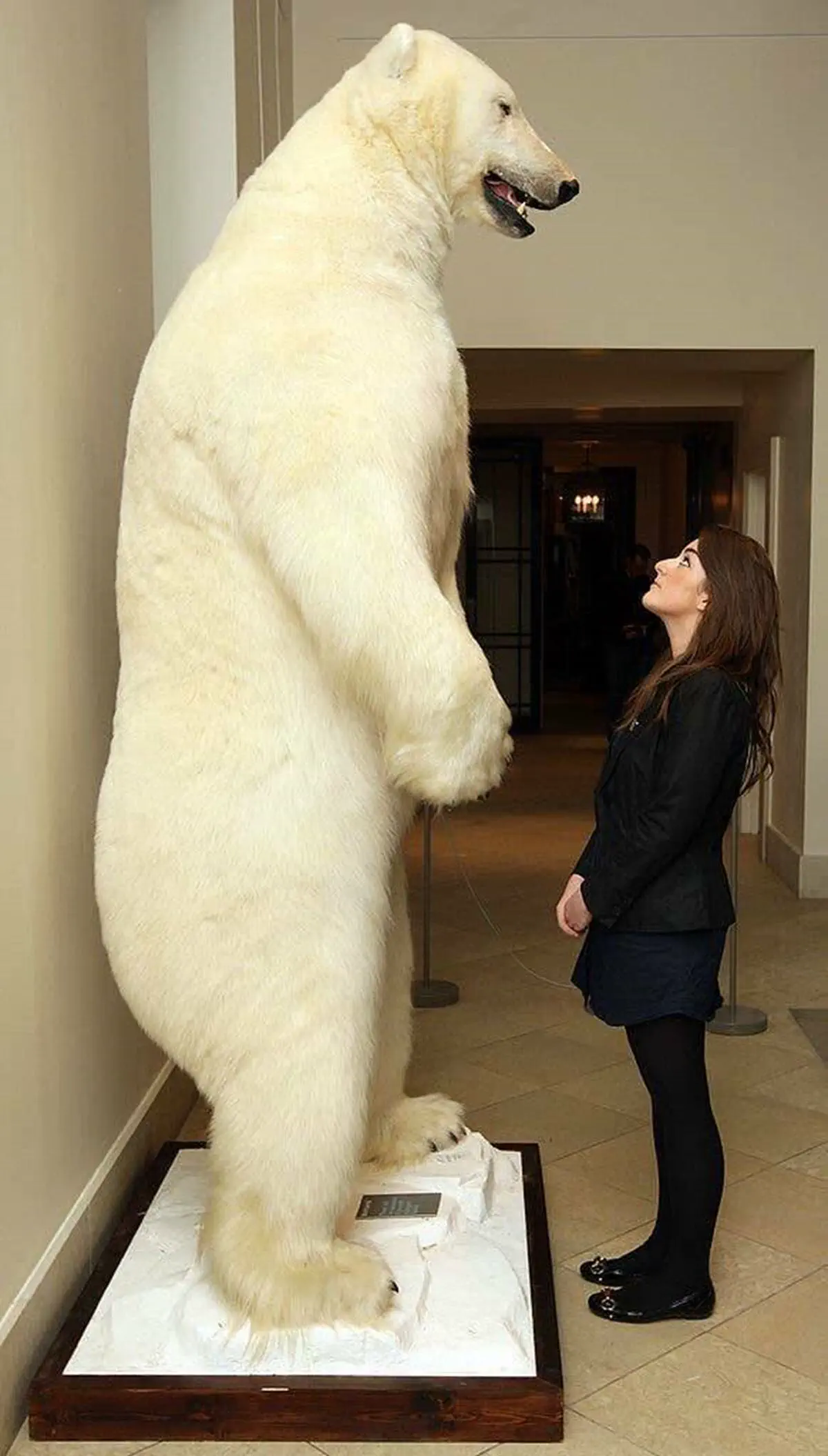 13 Remarkable Oddities That Will Challenge Your View of Size! đŠđ 17 Absolute Units of a polar bear standing next to a woman.