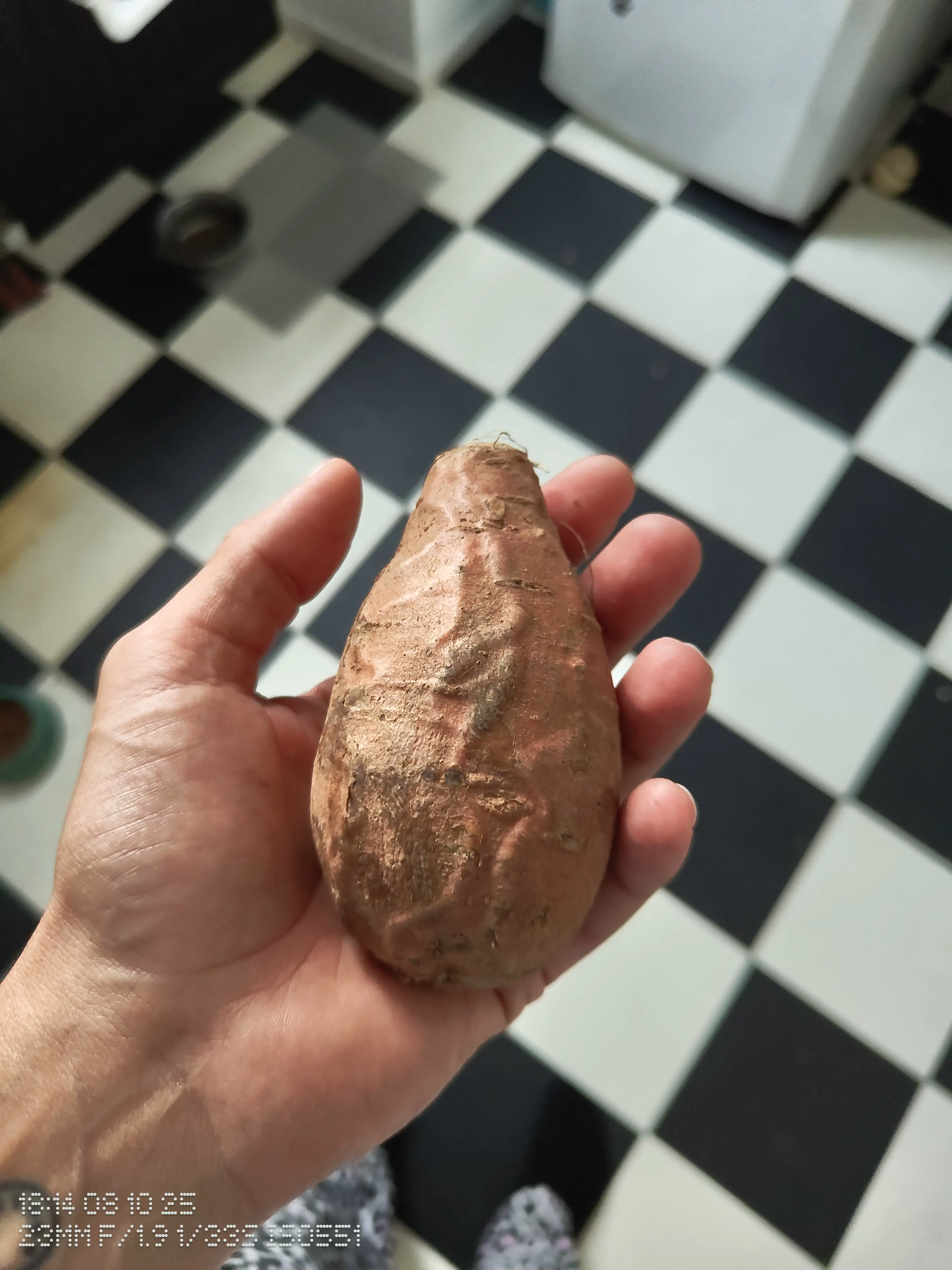 13 Remarkable Oddities That Will Challenge Your View of Size! đŠđ 21 Absolute Units of a potato vain.