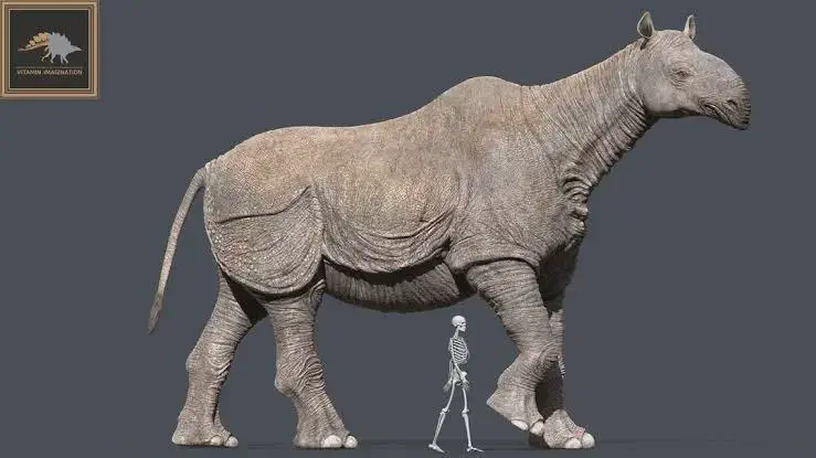 14 Incredible Oddities That Will Challenge Your View of Size! đŠđ€Ż 27 Absolute Units of a rhino. Paraceratherium was a genus of Hornless rhino that existed 34-23 million years ago during the Oligocene epoch. Grew up to 16 feet tall and weighed 15-20 Tons
