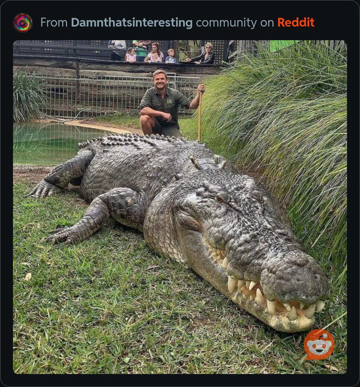 13 Remarkable Oddities That Will Challenge Your View of Size! đŠđ 27 Absolute Units of a Saltwater Crocodile