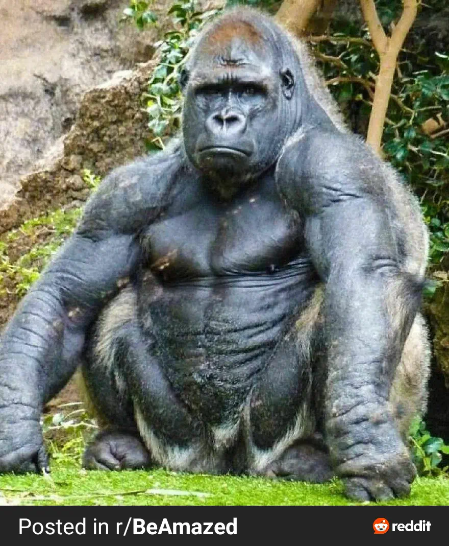 12 Remarkable Absolute Units That Will Leave You Awestruck! đ 19 Absolute Units of a Silverback