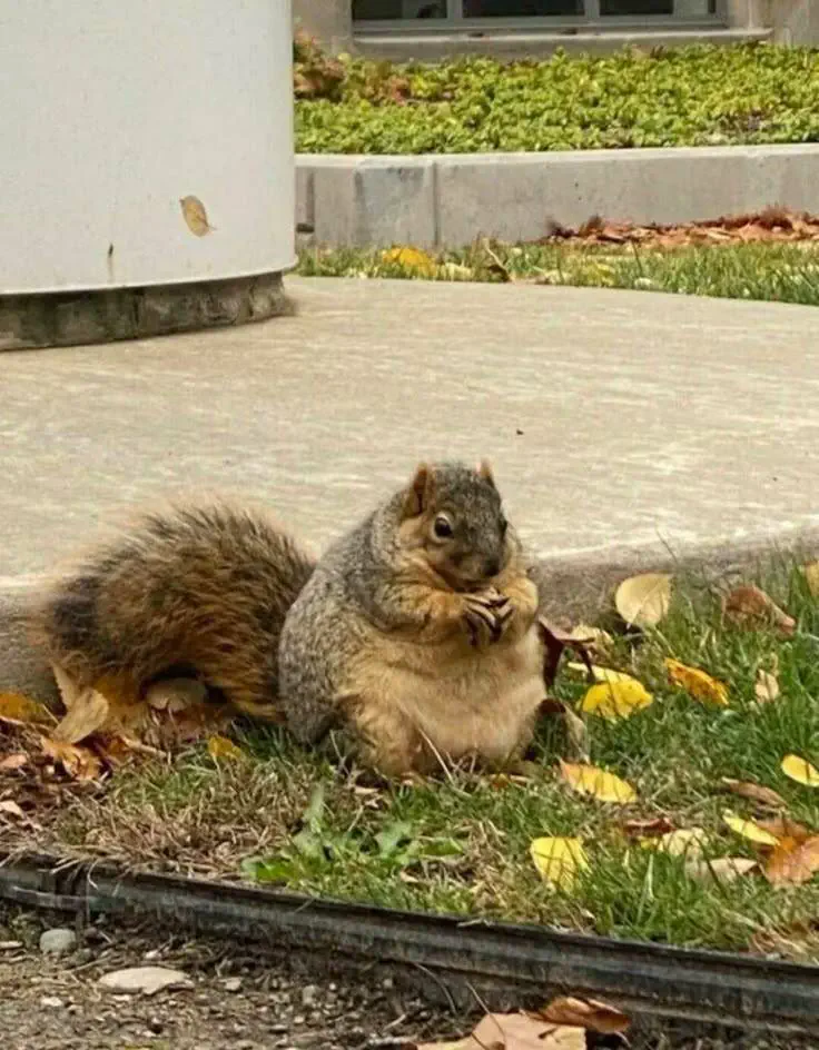 12 Insanely Large Oddities That Will Leave You Amazed! đ€ŻđŸ 16 Absolute Units of a squirrel