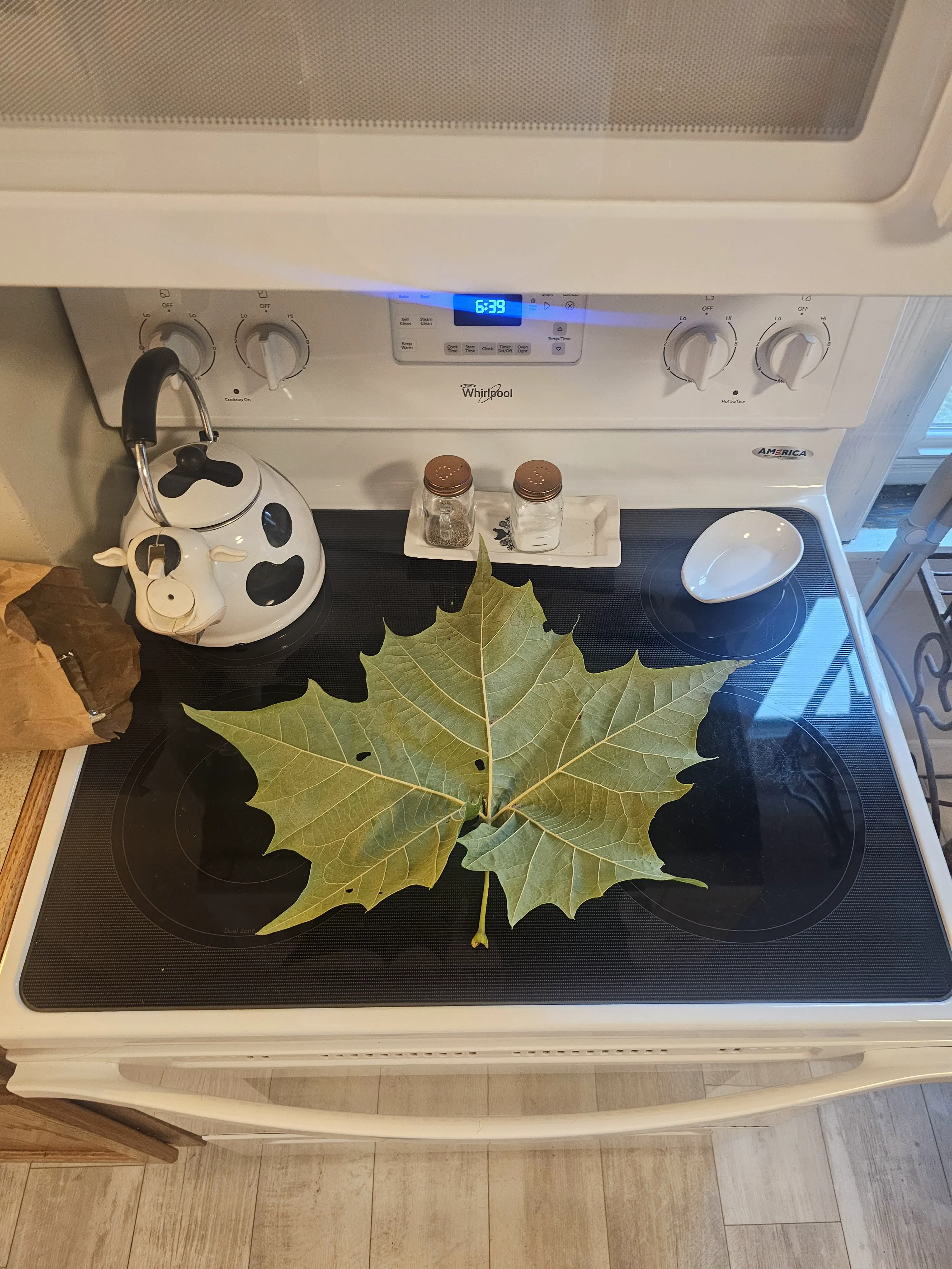 9 Uncommon Oddities That Are Surprisingly Huge! đâš 19 Absolute Units of a Sycamore leaf.