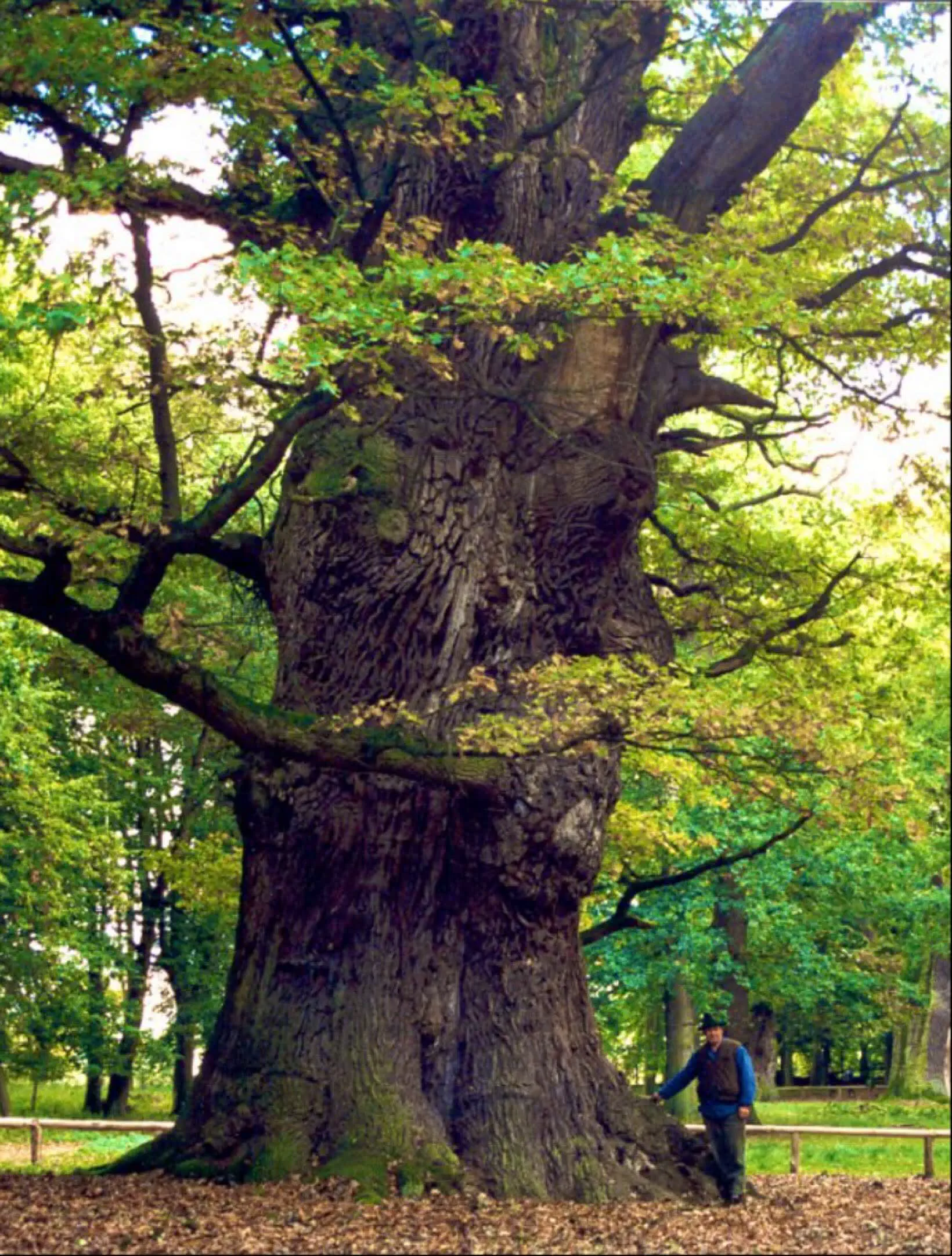 13 Remarkable Oddities That Will Challenge Your View of Size! đŠđ 18 Absolute Units of a tree