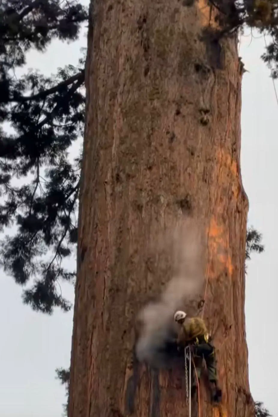 12 Astonishing Absolute Units That Will Leave You Amazed! đ€Żđ 16 Absolute Units of a tree trunk