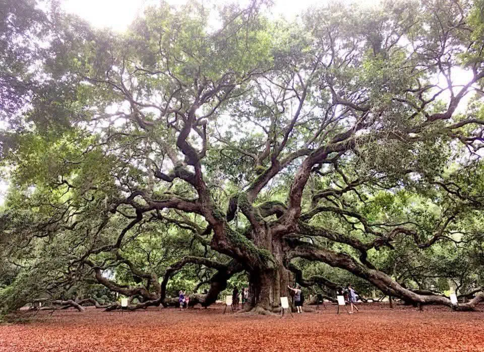 12 Remarkable Absolute Units That Will Leave You Awestruck! đ 21 Absolute Units of a tree