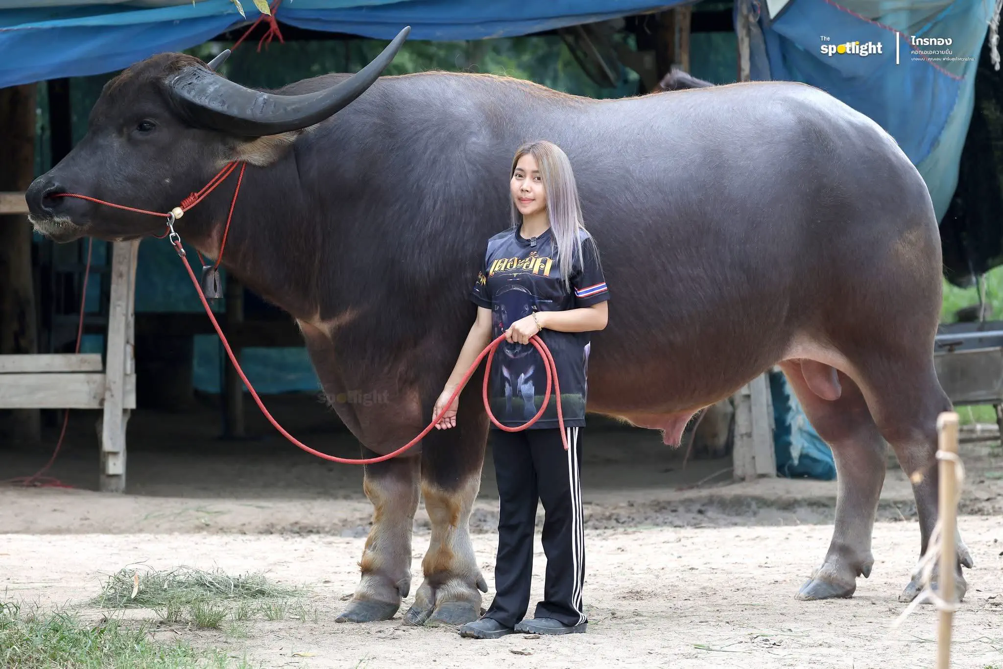 12 Remarkable Absolute Units That Will Leave You Awestruck! đ 17 Absolute Units of a water buffalo