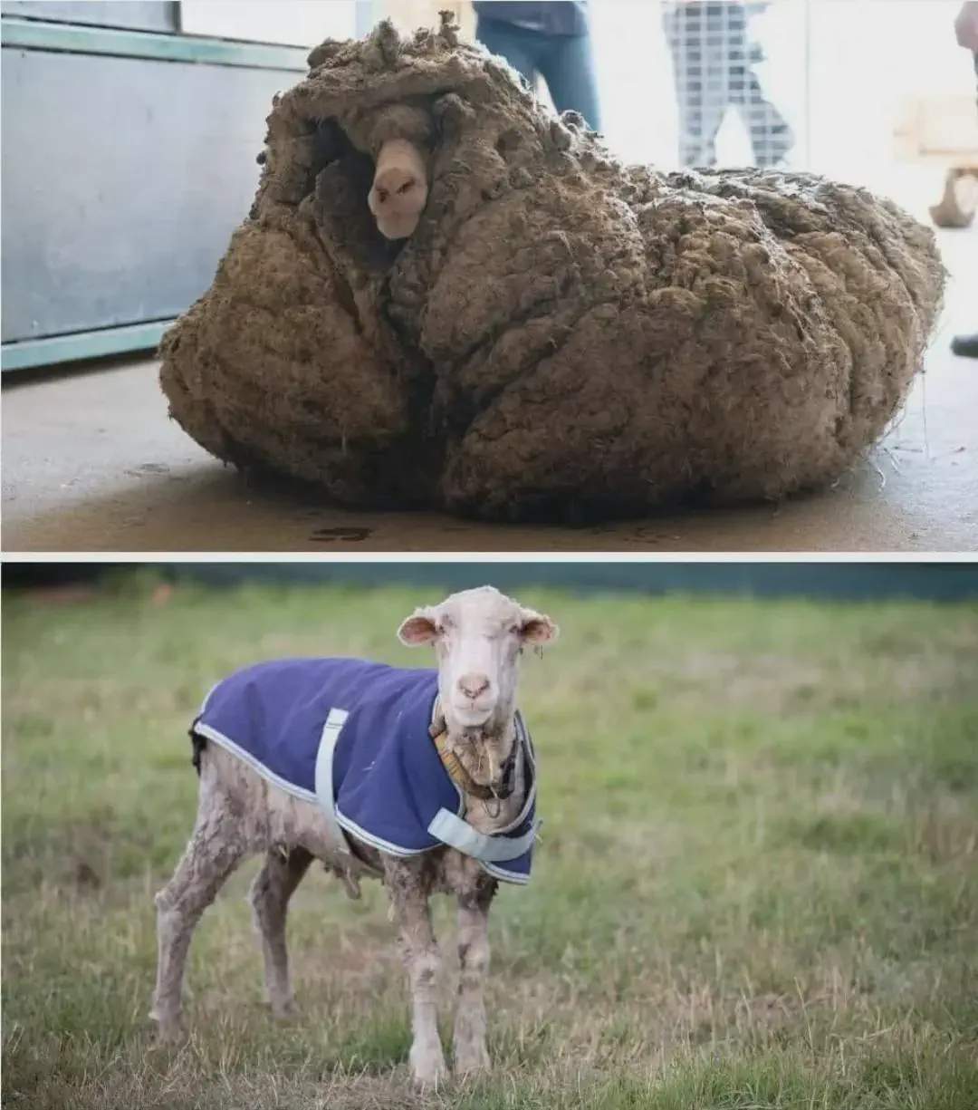 Discover 10 Jaw-Dropping Absolute Units Surpassing Size Norms! đđŸ 17 Absolute Units of a woolly sheep.