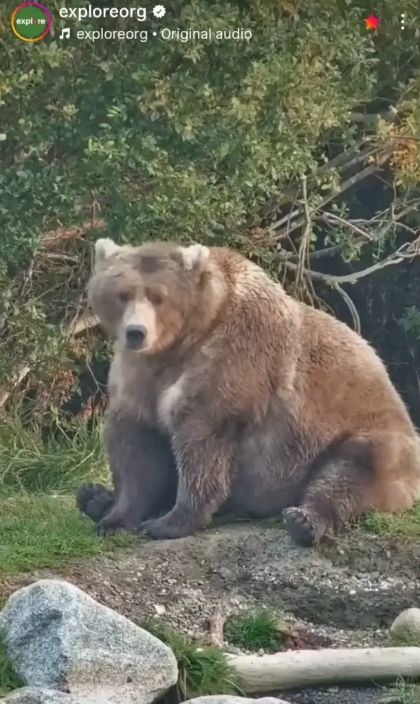 12 Monstrous Animals That Will Challenge Your Idea of Size! 🦙🤯 110 absolute units of an alaskan grizzly bear