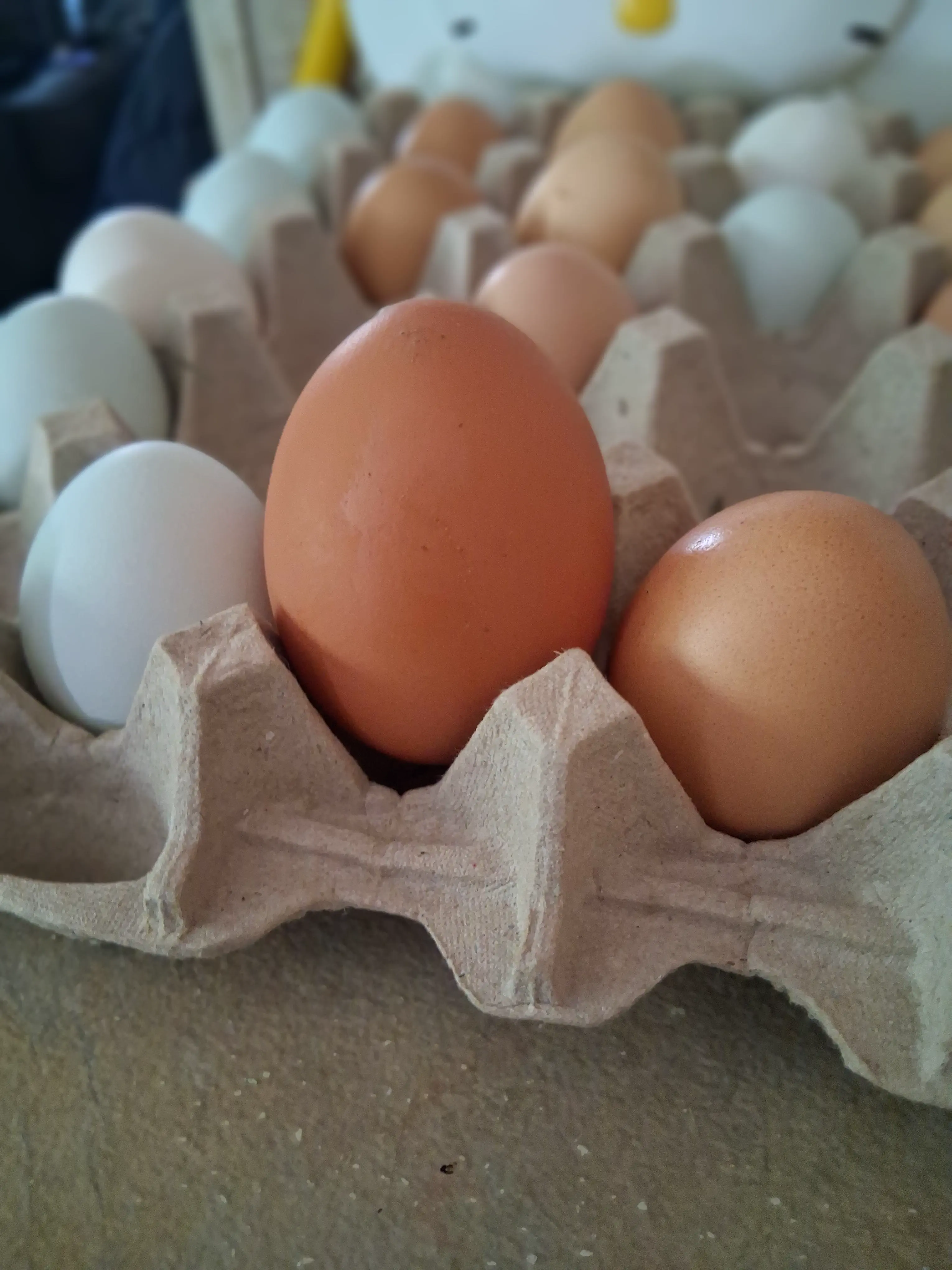 12 Monstrous Animals That Will Challenge Your Idea of Size! 🦙🤯 18 Absolute Units of an egg