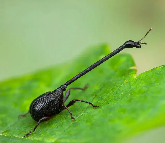 12 Insanely Large Oddities That Will Leave You Amazed! đ€ŻđŸ 27 Absolute Units of an insectsneck