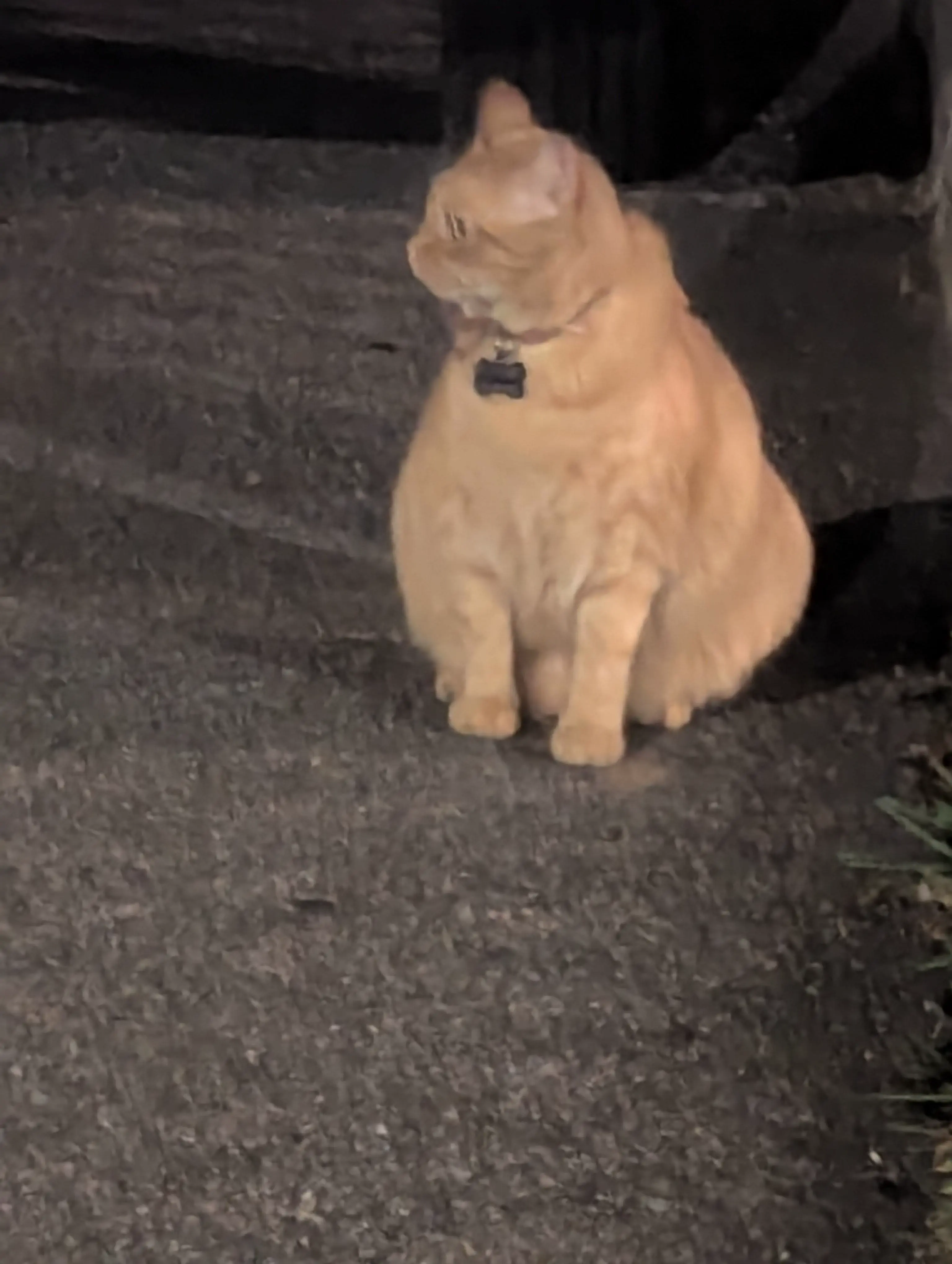 12 Astonishing Absolute Units That Will Leave You Amazed! đ€Żđ 21 Absolute Units of an orange cat
