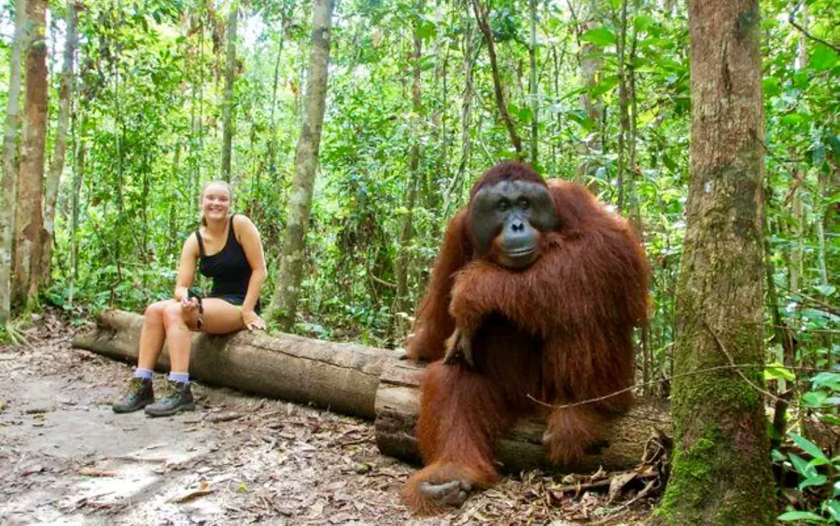 14 Incredible Oddities That Will Challenge Your View of Size! đŠđ€Ż 25 Absolute Units of an Orangutan