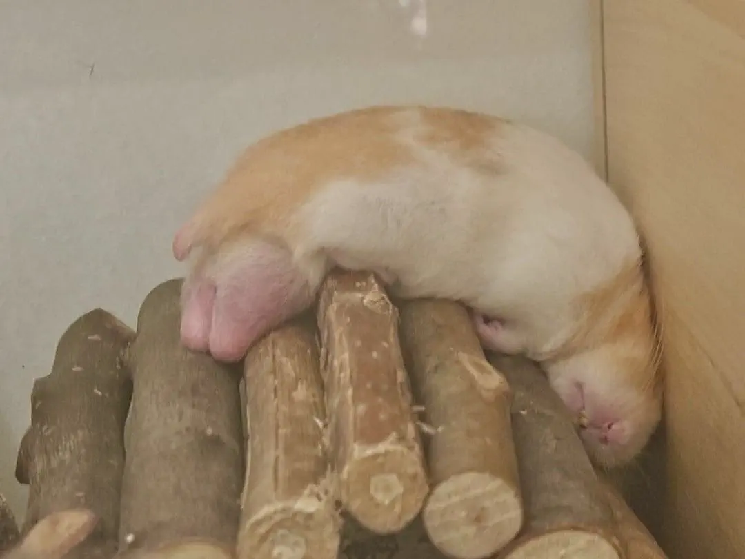 12 Unforgettable Oddities That Will Challenge Your Perception! đ€Ż 24 Absolute Units of balls