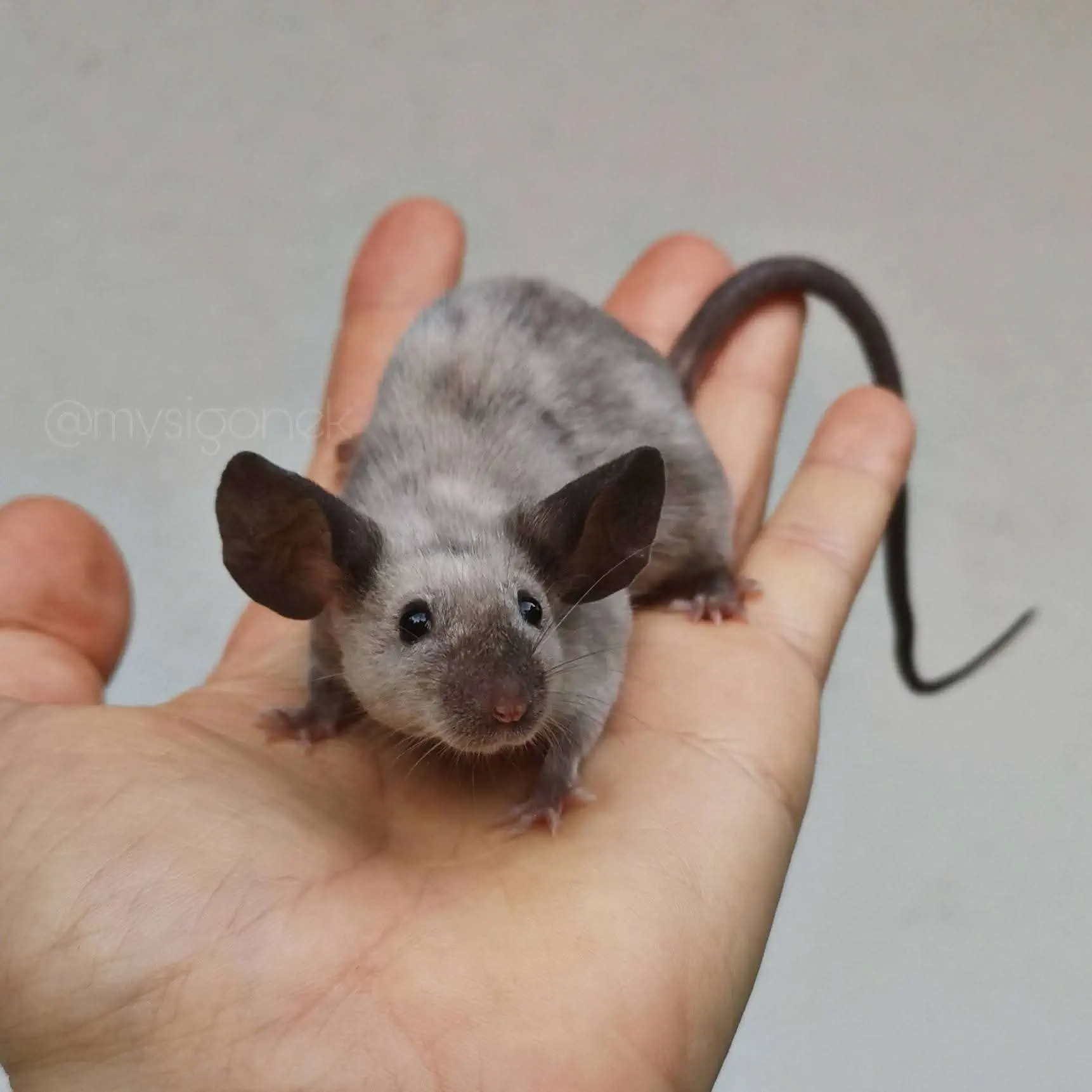 9 Astonishing Absolute Units You Won't Believe Exist! đŸ 13 Absolute Units of ears