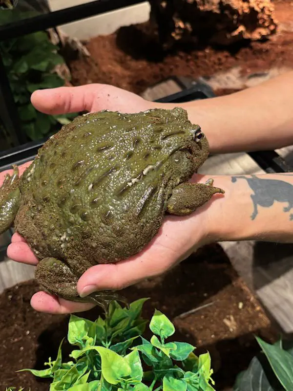 12 Monstrous Animals That Will Challenge Your Idea of Size! 🦙🤯 21 Absolute Units of my Bull Frog, Beefcake.