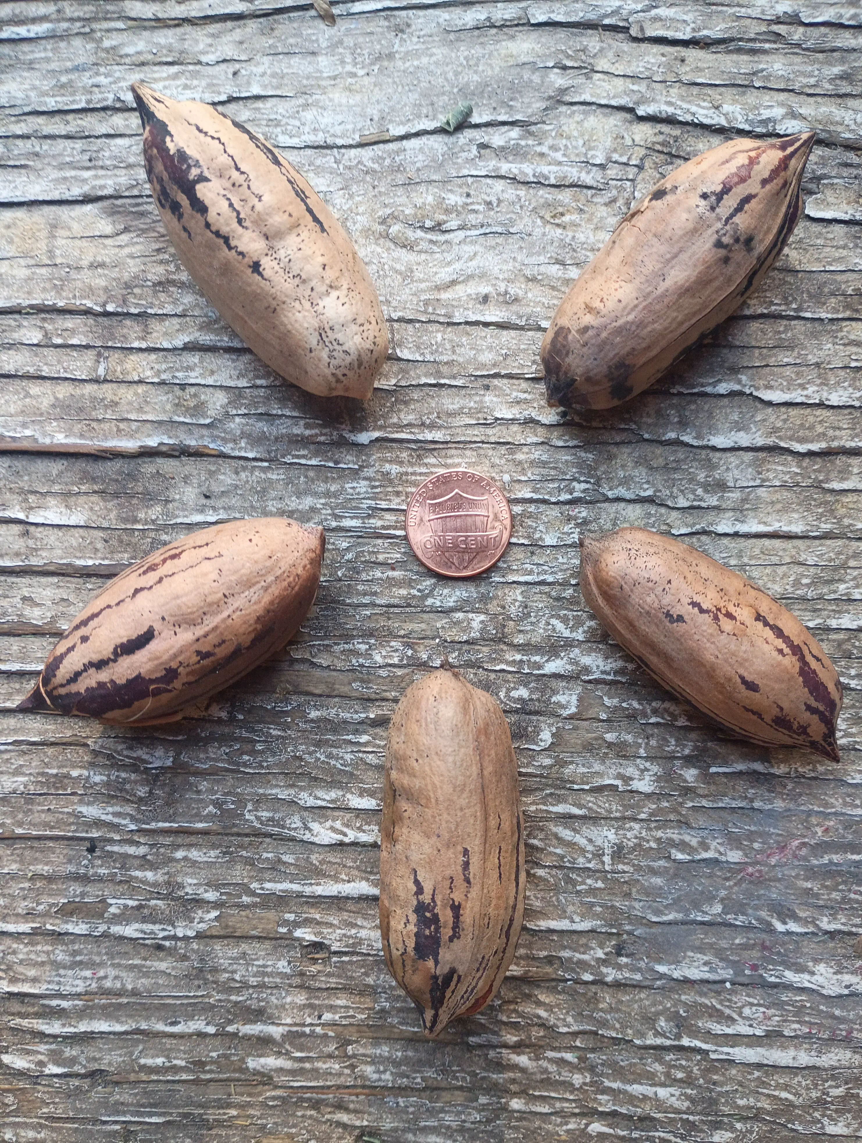 12 Unforgettable Oddities That Will Challenge Your Perception! đ€Ż 18 Absolute Units of these pecans...
