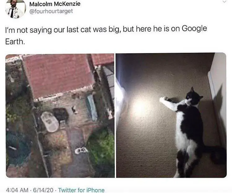 7 Remarkable Absolute Units Challenging Size Perceptions! 🦙✨ 12 Absolute Units Absolute unit