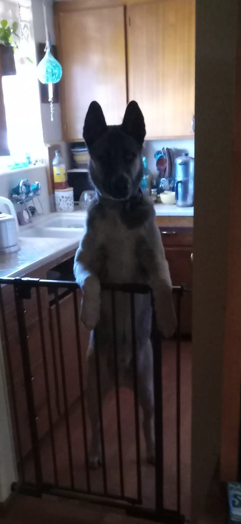 10 Outrageously Huge Oddities You Never Knew Existed! đđŸ 16 Absolute Units of a 10 month old puppy