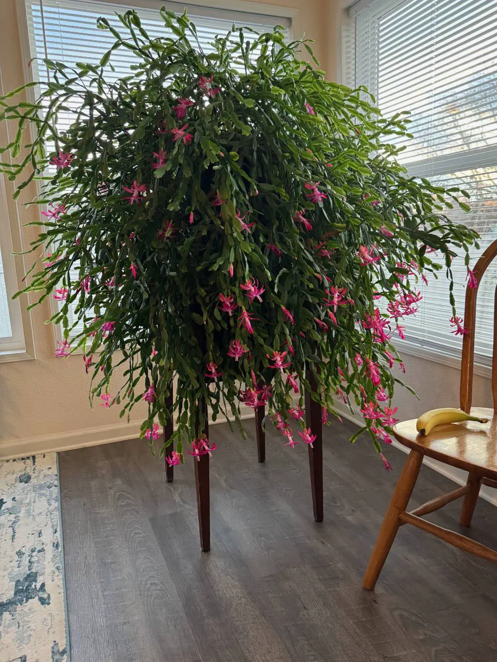 16 Jaw-Dropping Oddities That Defy Size Expectations! đ€Żđ 19 Absolute Units of a 136 year old cactus